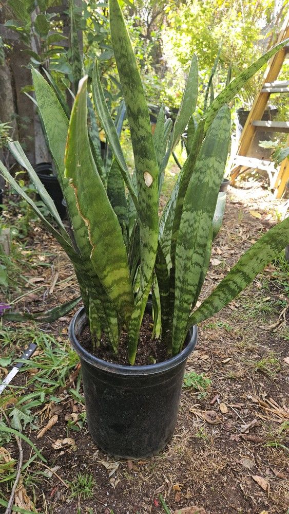 Snake Plant