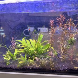 Aquarium Plants 