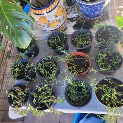 String Of Dolphin