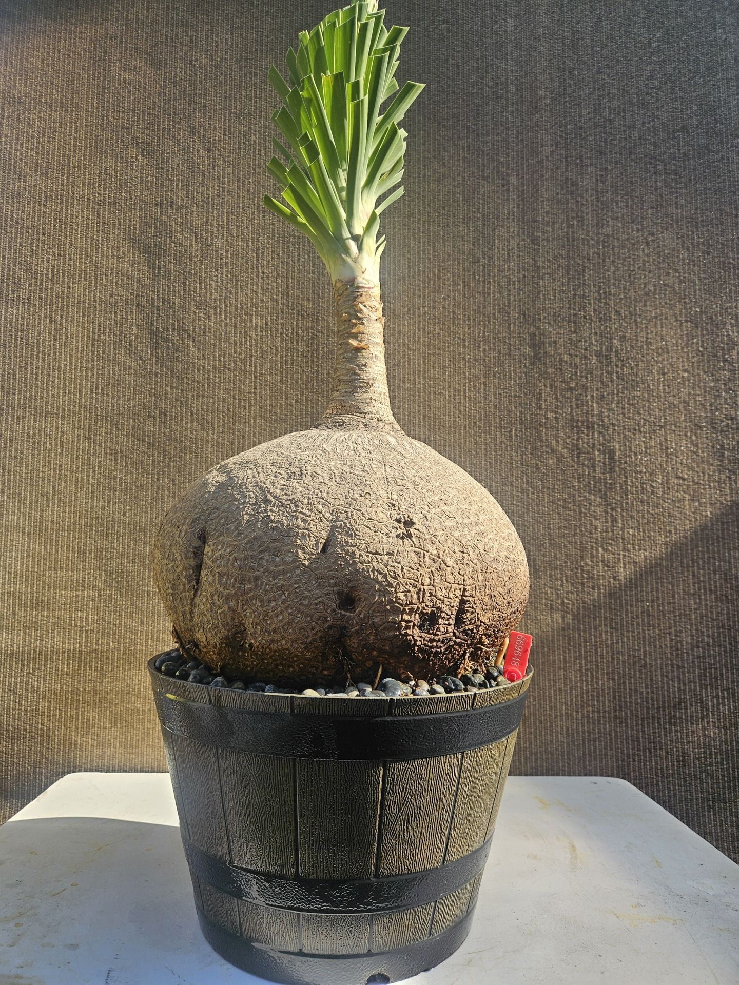Old Ponytail Palm Bonsai Tree  ( OUTDOOR and INDOOR PLANT)