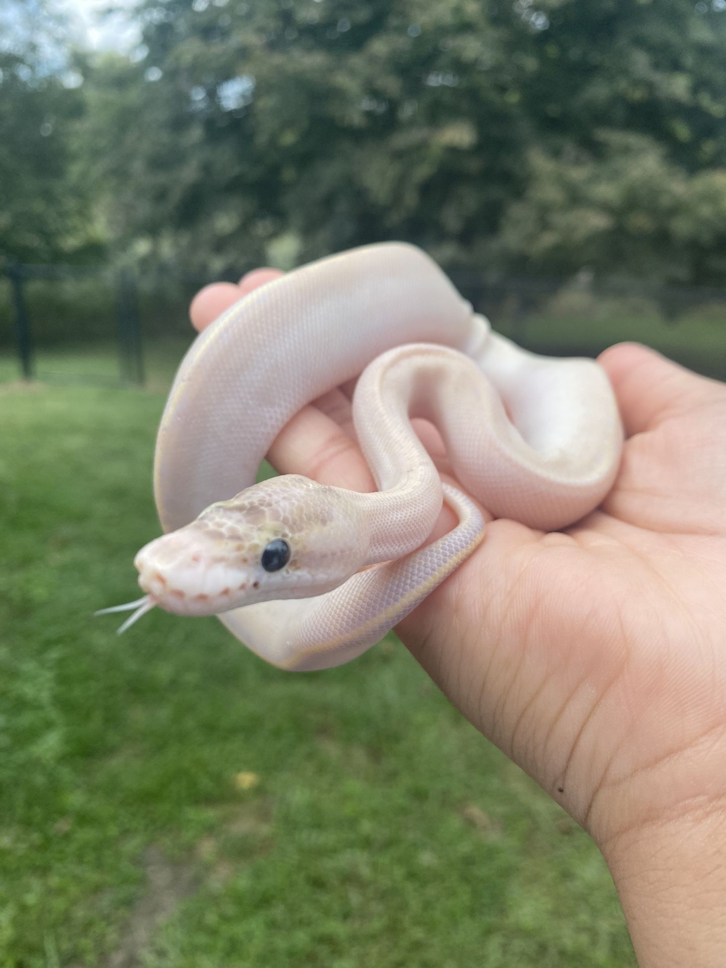 Orange Dream Ivory Python