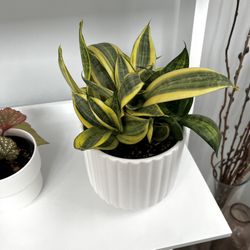 Live Plant With 5.5inch Pot