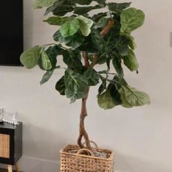 Decorative Plant