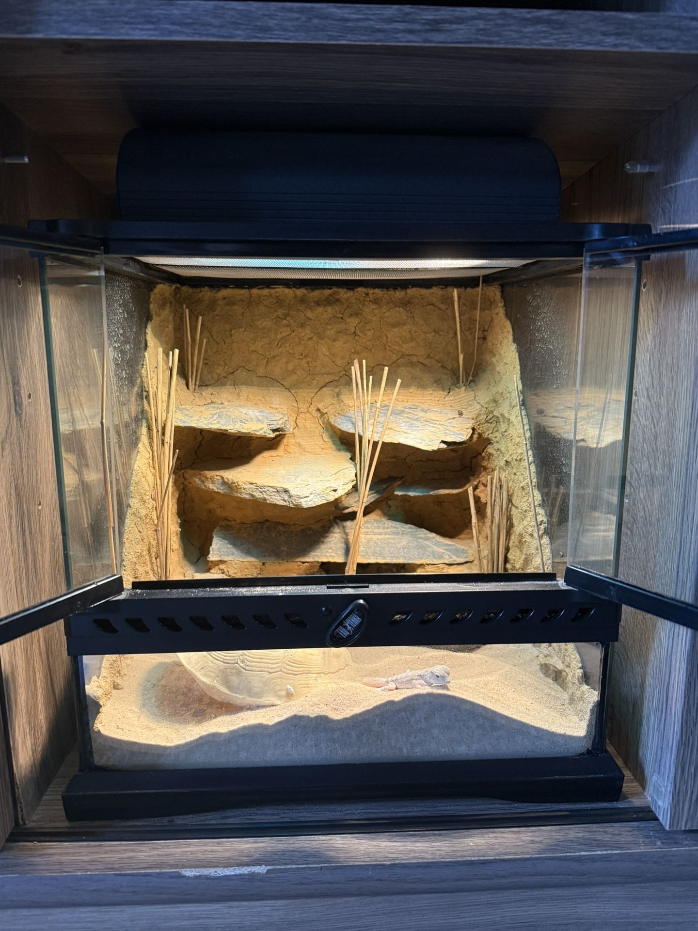 12x12x12" Exo Terra Terrarium With Custom Background