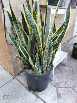 Snake Plant (7GL)