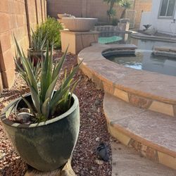 Blue Agave Plant And Aloe Vera Plant in Glazed Pot / Patio Garden Pot 