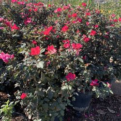 Knockout Rose Bush 15gal 