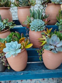Cute Terracotta Pots with Succulents Arrangements