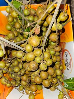 Logan fruits - organically grown