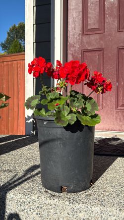 Vibrant Red Geranium in Planter