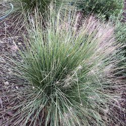 Muhly Grass