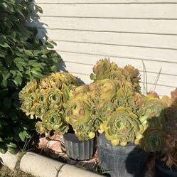 Plants 
