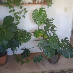 Small plants, succulents, tiny trees and more