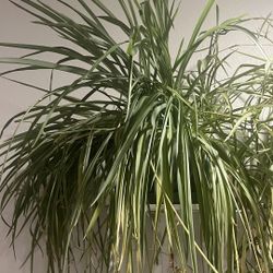 Spider Plant