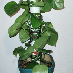 Evergreen Pothos Plant 