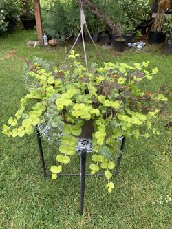 Outdoor Plant
