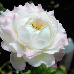 Rare European, Japan rose plants ,      セラフィム