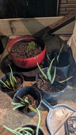 Aloe vera 3x$10 or $4 each. Savila 3por $10 ho 4 cada una