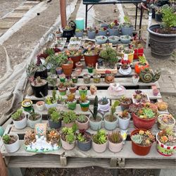 Succulent Plants