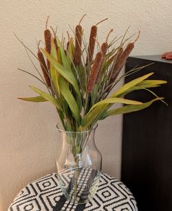 Cattail Bush Plant