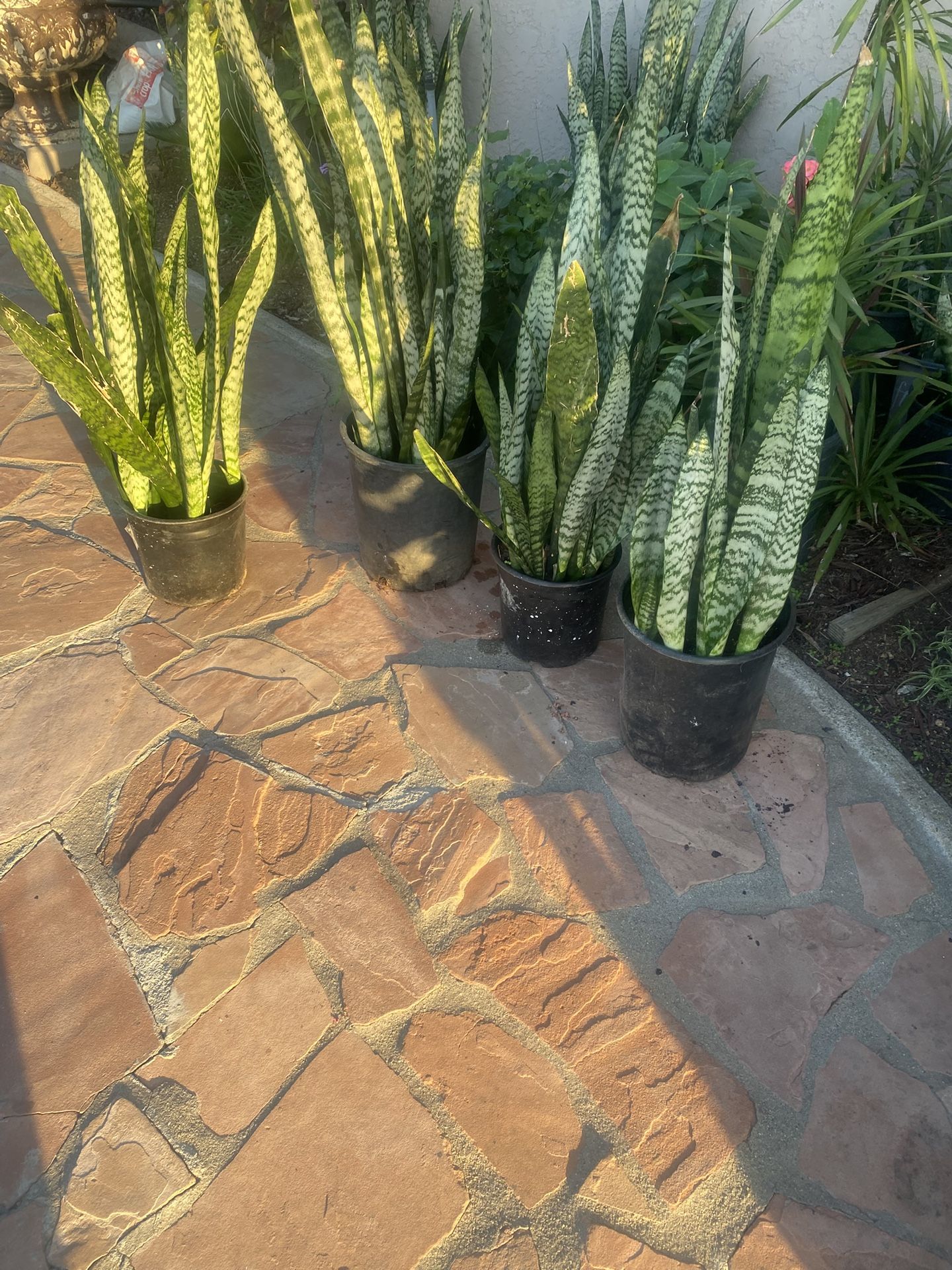 Snake Plant 