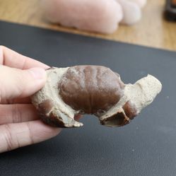 Rare 🦀 Fossil - great condition .