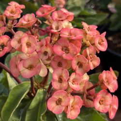 Crown Of Thorns