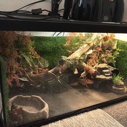 Bearded dragon 40 Gallon Terrarium 