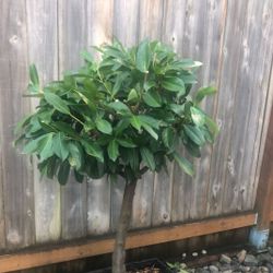English Laurel tree with fragrant white flowers $50