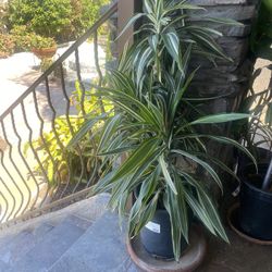 Dracaena  House Plant 