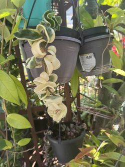 Hindu Rope Plant And Variegated