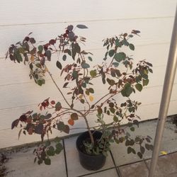 Caribbean Copper Tree as of 10/15/26
