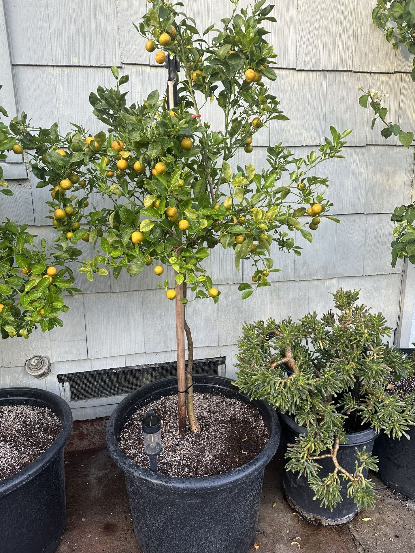 Kumquat Plant For Sale