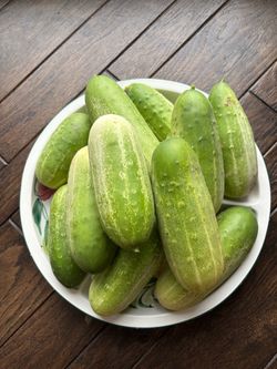 Organic cucumber