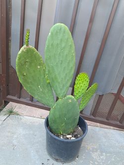 Nopal