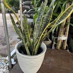 Laurentii Snake Plants In 3 gls Pot. ( Pot Not Included) SPECIAL PRICE 🤩