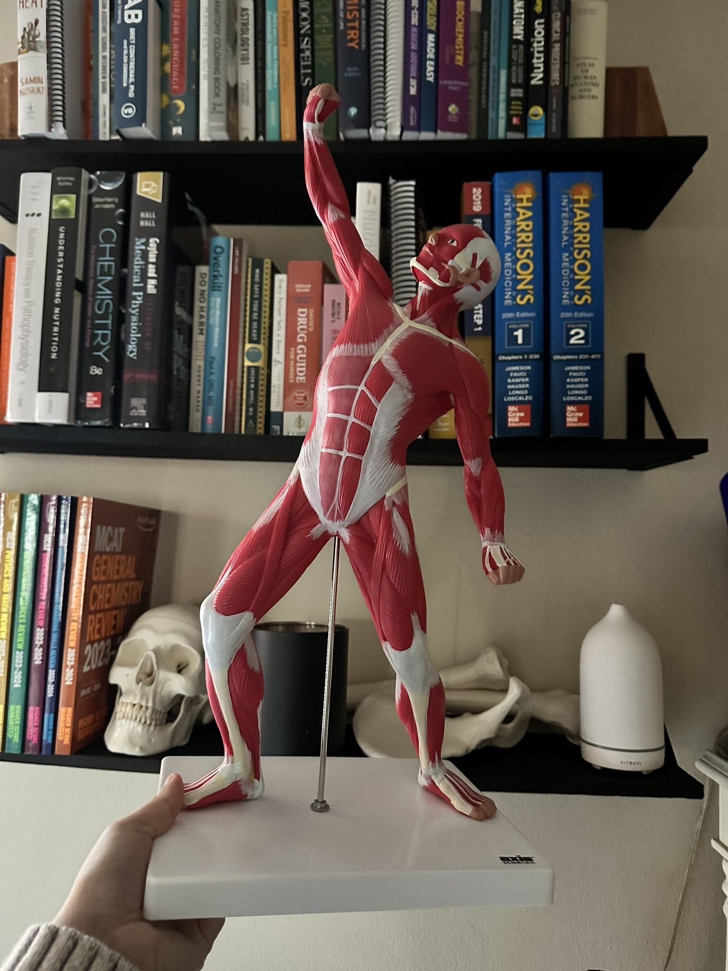 Axis Scientific Muscle Model