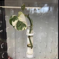 Ikea Skadis Pegboard Propagation Tube Mount