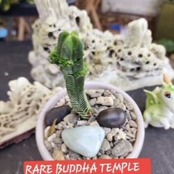 Buddha Temple AND SUCCULENTs ALL THIS WEEK Sale IN San Lorenzo
