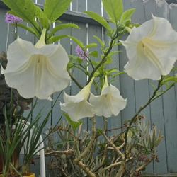 White Angel Trumpet 