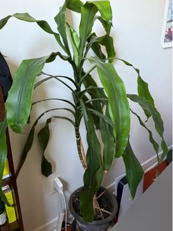 All for $65 - 2 Dracaena plants, Jade plant, 2 small pots & 2 Aqua Globes