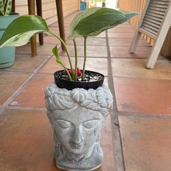 Plant