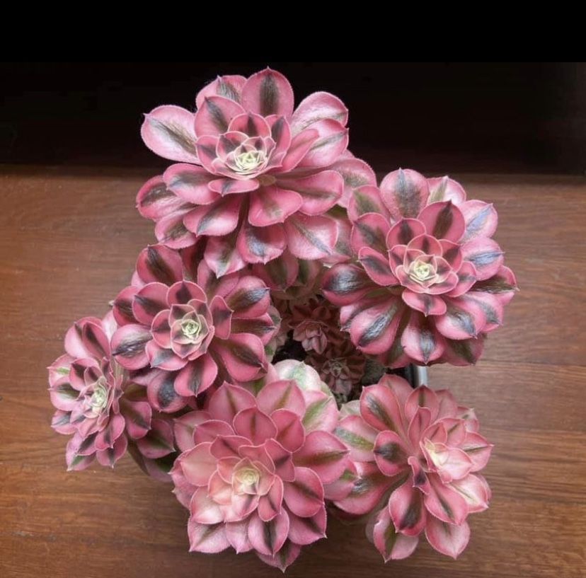 Pink Which Rare Succulent Cutting