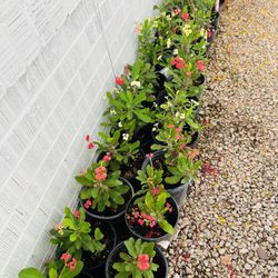 Plants For Sale 10 Each 