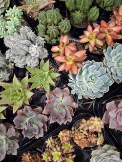 Succulents