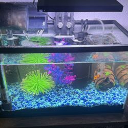 20-Gallon Fully Equipped Fish Tank – Ready to Use
