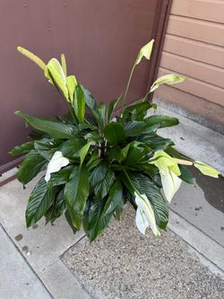 8” peace lily big plant