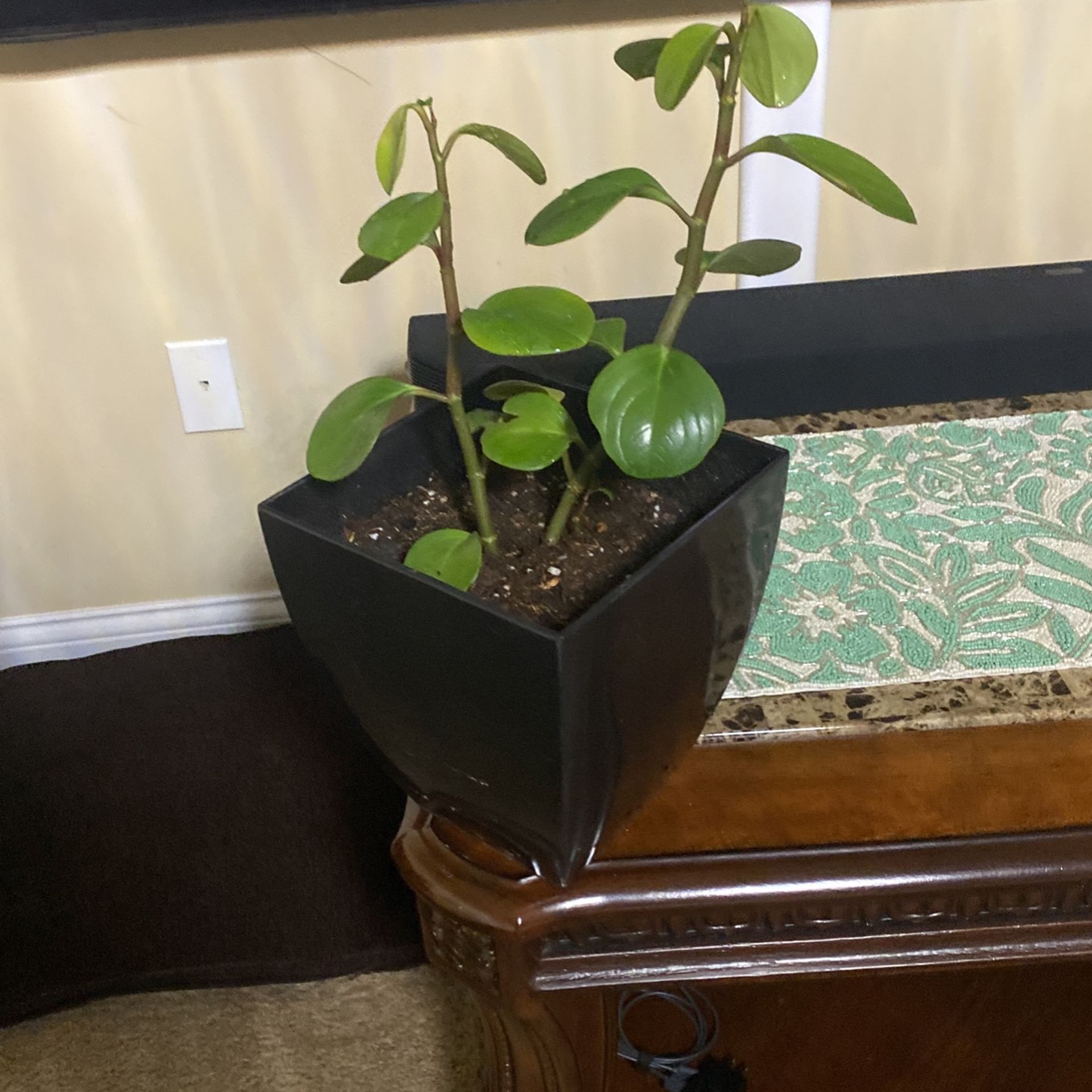 Indoor Plant Real With Pot