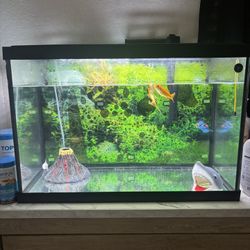 20 Gallon Fish Tank