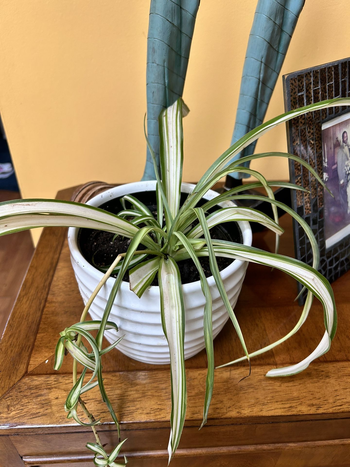 Ocean Spider Plant